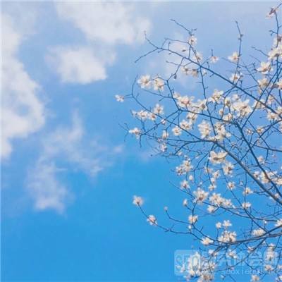 联盟盒子app下载